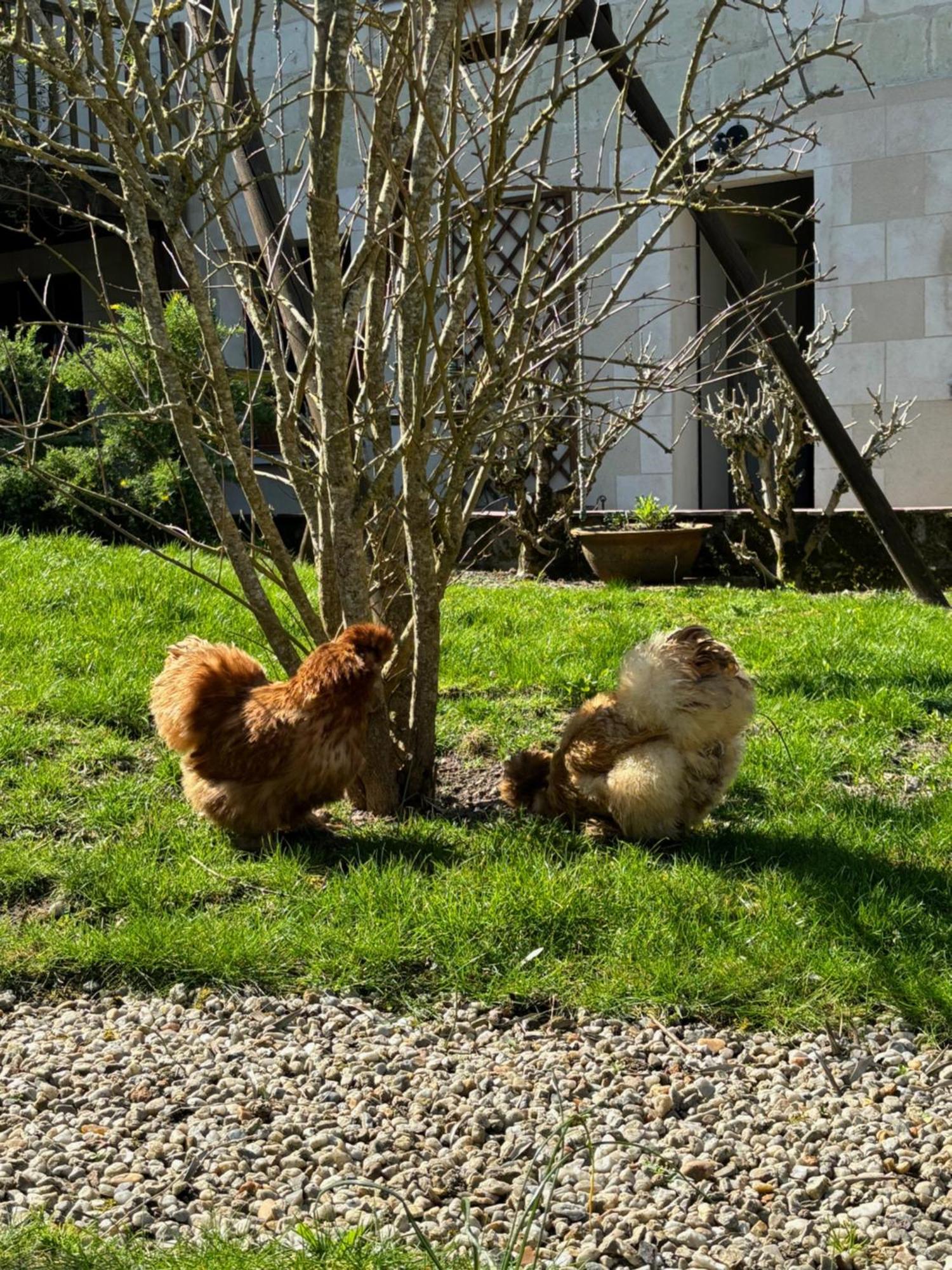 سوموور Le Petit Hureau المظهر الخارجي الصورة
